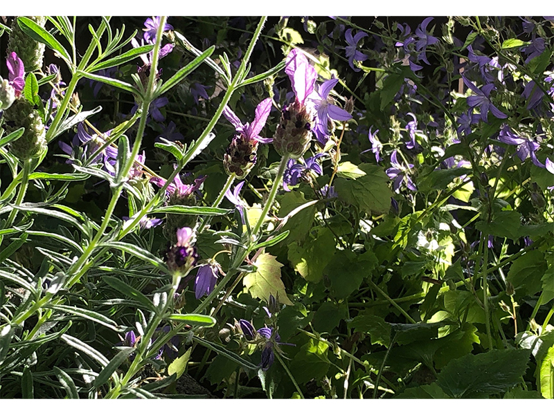 Lilac with bees